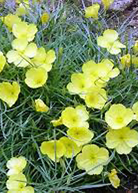 Oenothera fremontii 'Shimmer'